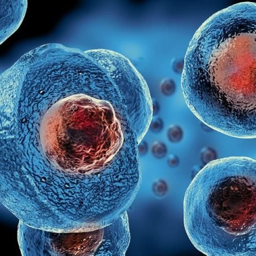 stell_cells stell_cells